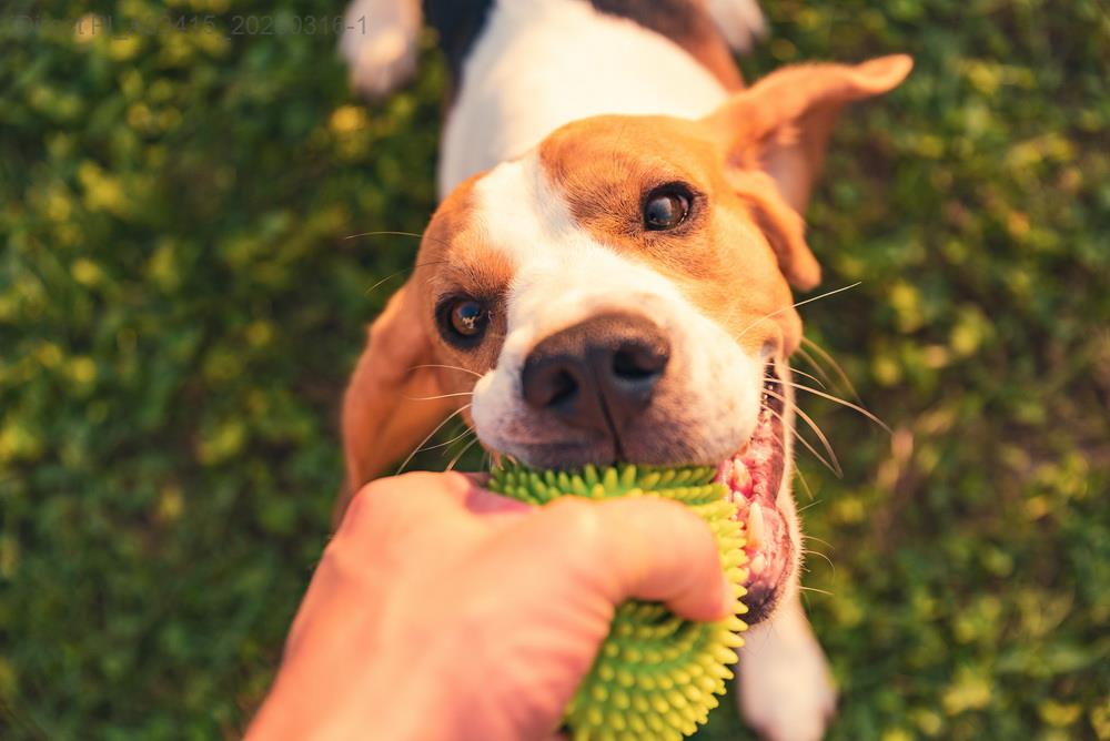 為什麼我的毛孩餐盤總是乾淨，卻沒讓牠餓著？
